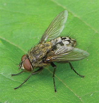 Clusterflies Clusterflies